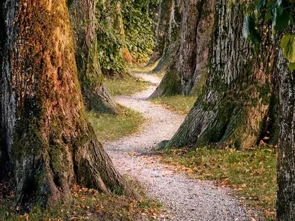 Being Like A Cat Or A Dolphin