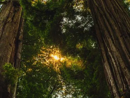 Being Present With, Being Present In