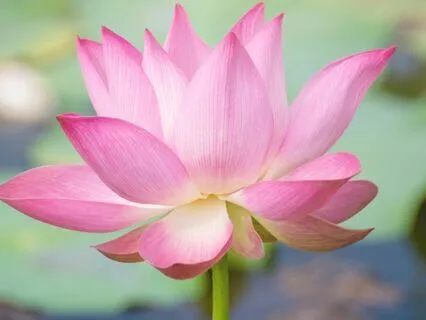 Being Present With What Is