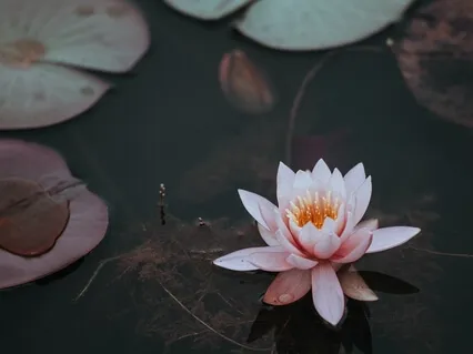 Being The Lotus: Nidra Practice For Resilience