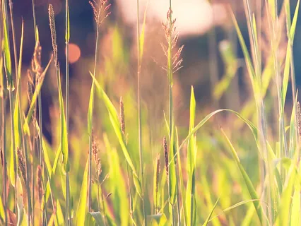 The Radiance Sutras: Be The Witness To Your Experience