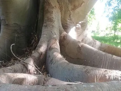 Being This: Reading Of Poem By Candace Feldman