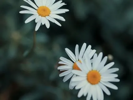 Being Truly Seen- Sep 13