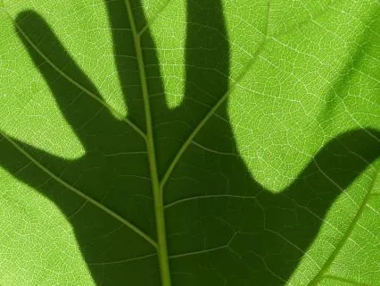 Being With The Body/ Cultivating Curiosity In The Body