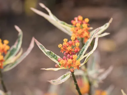 Being With What Is Here