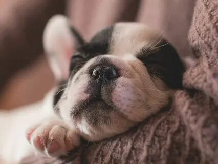 Being With Your Furry Friend