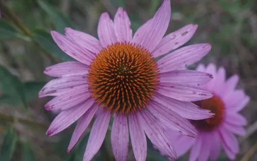 Being With Your Heart- Relational Meditation 