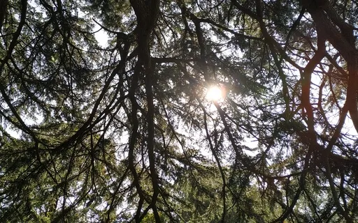 Being With Yourself - Grounded Aware Presence