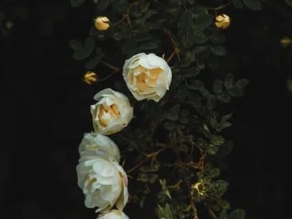 Beingness: Working With The Shadow