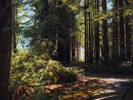 Belief Affirmations (With Nature Sounds)