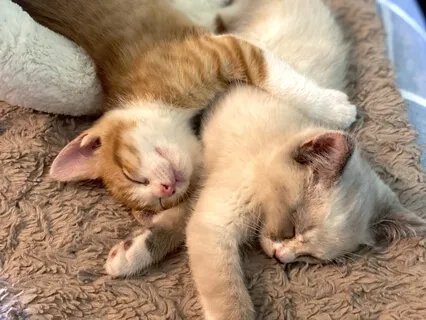 Believing You Are Loveable