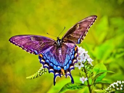 Bella Butterfly And The Too Big Day - A Kids Bedtime Story