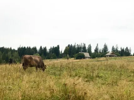 Bells Of Carpathian Cows