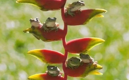 Belonging In Community