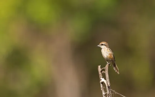Belonging To The Earth Through The 4 Elements