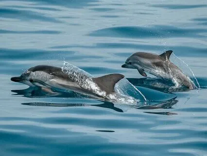 Belonging To The Sacred Web Of Life