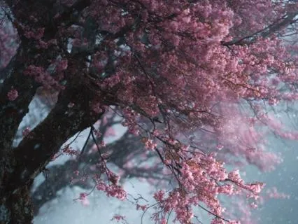 Below The Cherry Blossom