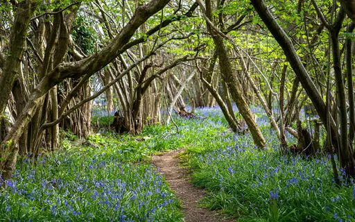 Beltane Full Moon Guided Visualization