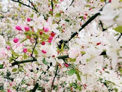 Beltane Renewal: Awaken Joy, Passion, And Inner Light