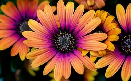 Beltane Tarot/Oracle + Journaling