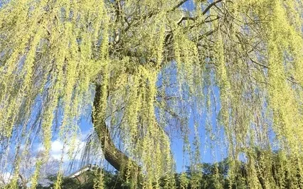 Bend Like The Willow (Harp & Strings)