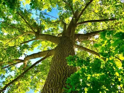 Beneath The Ancient Trees