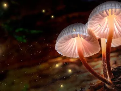 Beneath The Forest Floor: An Extended Bedtime Story