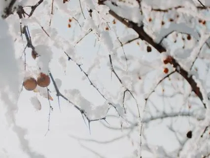 Beneath The Snow: A Meditation For Stillness And Rest