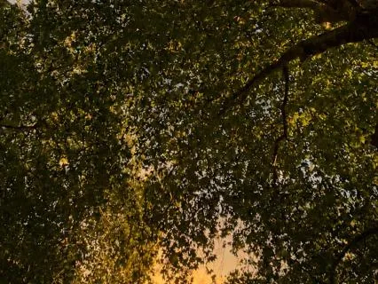 Beneath The Tree Canopy - 5 Minute Sleep Talk Down