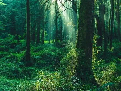 Benefits Of Meditating Outside In Nature