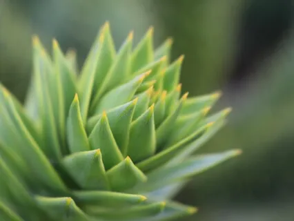 Benevolence Is Essential