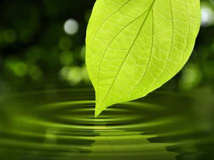 Beroligende Berøring (MSC)