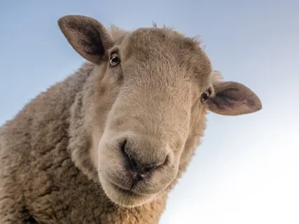 Beruhigende Tiergeräusche zum Einschlafen: Schafe zählen