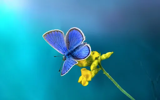 Beside Me Always Meditation Song