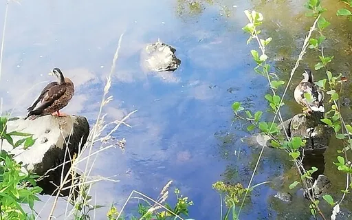 Beside The River - Guided Visualisation Relaxation Practice