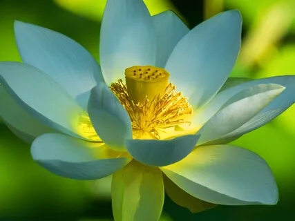 BEST LIFE U Podcast - Difficulties Are Disguised Opportunities