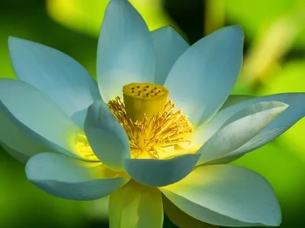 BEST LIFE U Podcast - Mindful Living Cornerstones