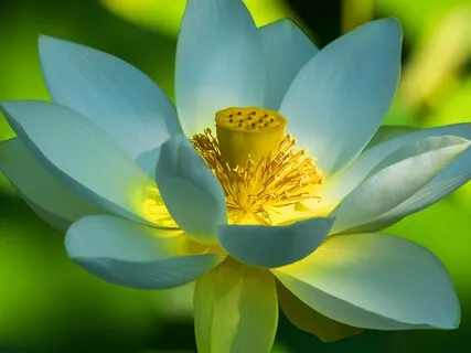 BEST LIFE U Podcast - There Are No Irrational Acts