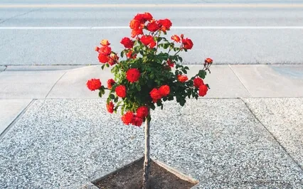 Best Way To Get To A Place Of Freedom Is Through Discipline