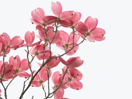 Best-Self Visualization Morning Meditation To Start Your Day