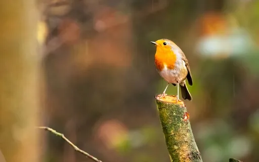 Beta Waves & Nature Sounds For Deep Concentration, Focus