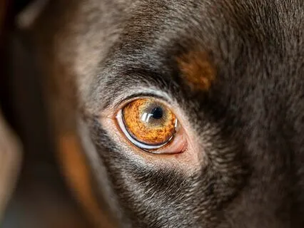 Betawaves For Concentration, Focus And SuperLearning