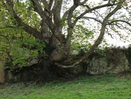 Betrayal Alchemy: Session 6  - The Ritual Of Separation