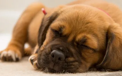 Better Sleep - Guided Meditation