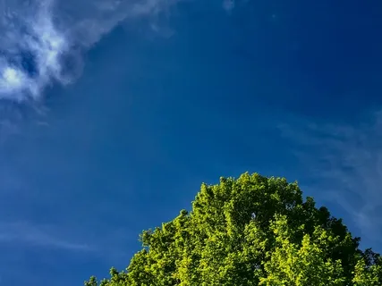 Between Stimulus & Response