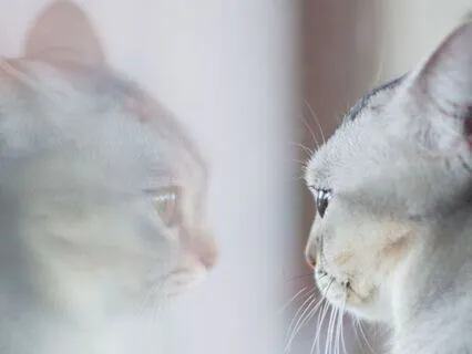 Between Worlds: Avalon’s Message For The Guardian’s Heart