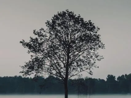 Beyond Black And White: Trusting In The Grey Zone