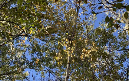 Beyond The Veil - Restorative Yoga And Sound Healing