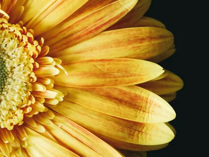 Bhagavad-gita 4th Chapter Glimpse