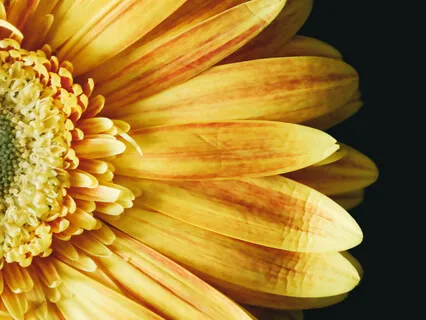 Bhagavad-Gita Glimpse Chapter 1